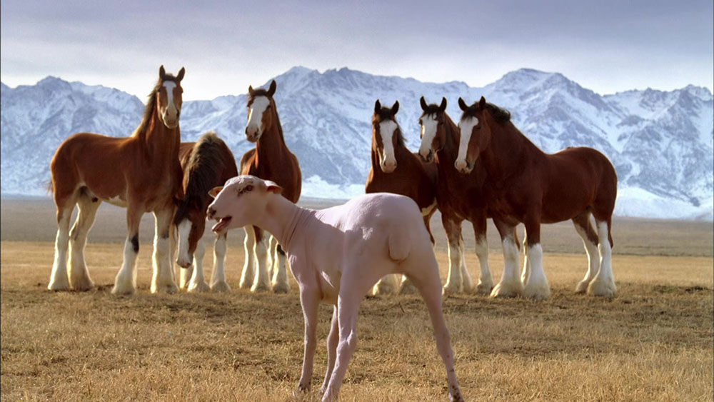 Budweiser Thumbnail